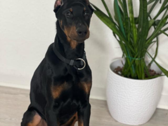 Reinrassege Dobermann Welpe - 1