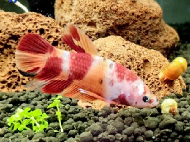 Kampffisch Männchen Betta splendens HMPK Koi - 1